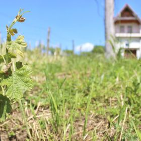 MacskaFészek Vendégház Kissomlyó