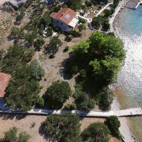 House Olive Tree Tkon