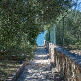 House Olive Tree Tkon