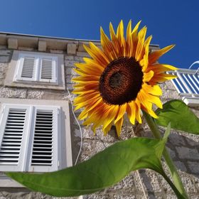 Apartment and Room Silvana Lumbarda