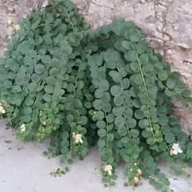 Apartment Ruža Postira