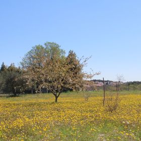 Apartment Mirjana Pula