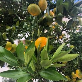 Apartments Tanya Crikvenica