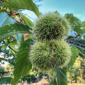 Gesztenye Kuckó Vendégház Cák