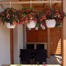 Nyuszifül Vendégház Pécs