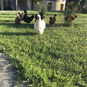 Apartament La Vilă Curtea de Argeș