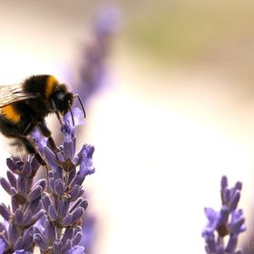 Apartament Dragoste și Lavandă Sinaia