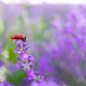 Apartament Dragoste și Lavandă Sinaia