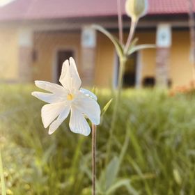 Zöld Tanya Vendégház és Rendezvényközpont Kiskunmajsa