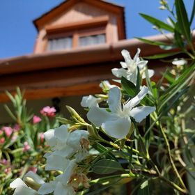 Villa Rozi Vonyarcvashegy