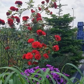 Apartamenty Polanki 2 Nowęcin