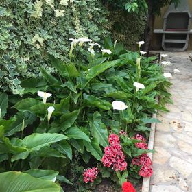 Apartmanok Parkolóhellyel Vodice - 19577