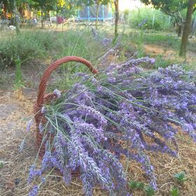 Rozi Garden Vendégház Badacsony