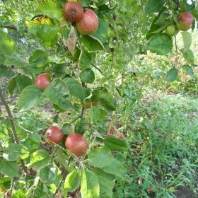 Gyümölcsöskert Szálláshely Apartman Debrecen