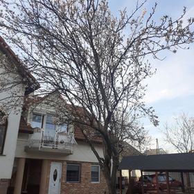 Mandulafa Apartman Balatonalmádi