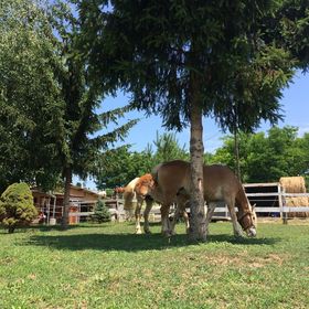 Hárpia Fészek Vendégház Pécsvárad