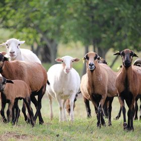 Major Vendégház Hosszúhetény