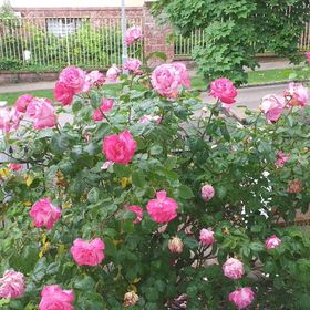 Fészek Apatmanház Balatonfüred