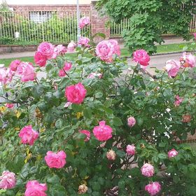 Fészek Apatmanház Balatonfüred