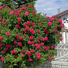 Flauta Apartamenty Rodzinne Mielenko