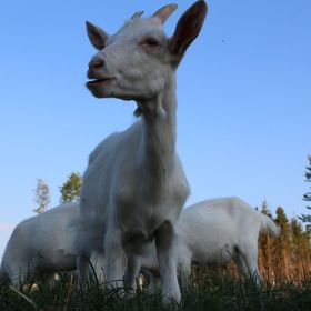 Agroturystyka Brygadziaki