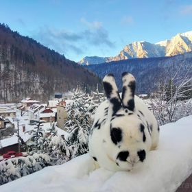 Casa de oaspeți Doi Iepuri Azuga