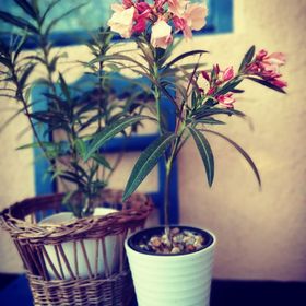 Mazsola Vendégház Békésszentandrás