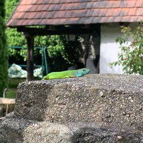 Latoria Vendégház Sály