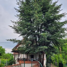 Savoya Apartman Borgáta