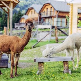 Alpenchalet Alpakablick Sankt Georgen am Kreischberg