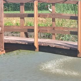 Zöld Sziget Vendégház Akasztó