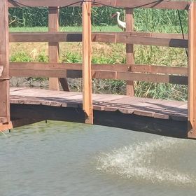 Zöld Sziget Vendégház Akasztó