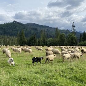 Apartamenty u GIEWONTA Zakopane