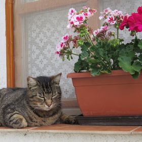 Cserépkályhás Vendégház Panyola