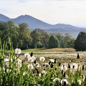 Domek Słoneczne Wzgórze Mniszków