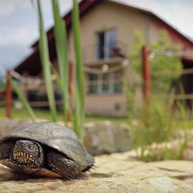 Casa The Refuge Bucșenești