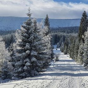 Apartament Wilcza w Karpaczu