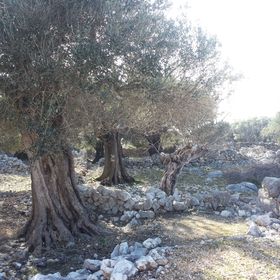 Apartmani Škoda II Novalja