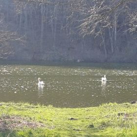 Akác Kuckò Hosszúpereszteg