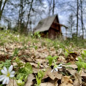 Kabinláz Vendégház Kismaros
