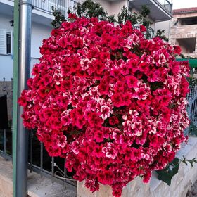 Apartments Jopa Vodice