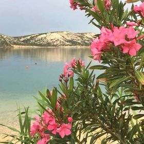 Apartments Marinic Stara Novalja