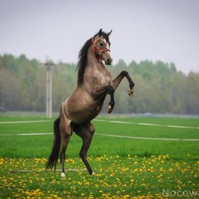 Izerska zagroda Świeradów Zdrój