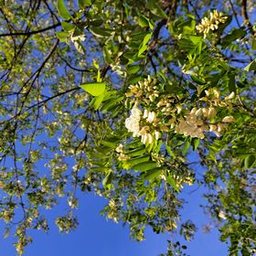 Csakmiketten Csongrád