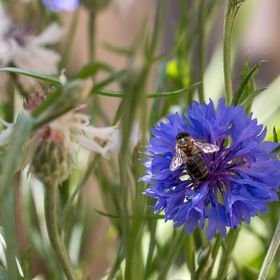 Apartments IVNA Veli Losinj