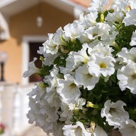 Apartment BISERKA Mali Losinj