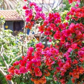 Apartment JULIA Veli Losinj