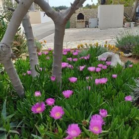 Apartmanok A Tenger Mellett Vir - Lozice, Vir - 22083 Vir - Lozice