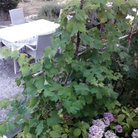 Apartmanok Parkolóhellyel Banjol, Rab - 22422 Banjol