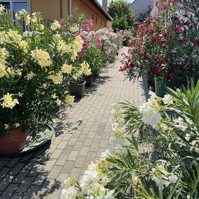 Leander Apartman Ostoros